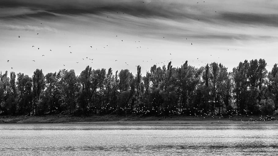 russia, krasnodar, forest, black and white, birds, autumn, river, HD wallpaper