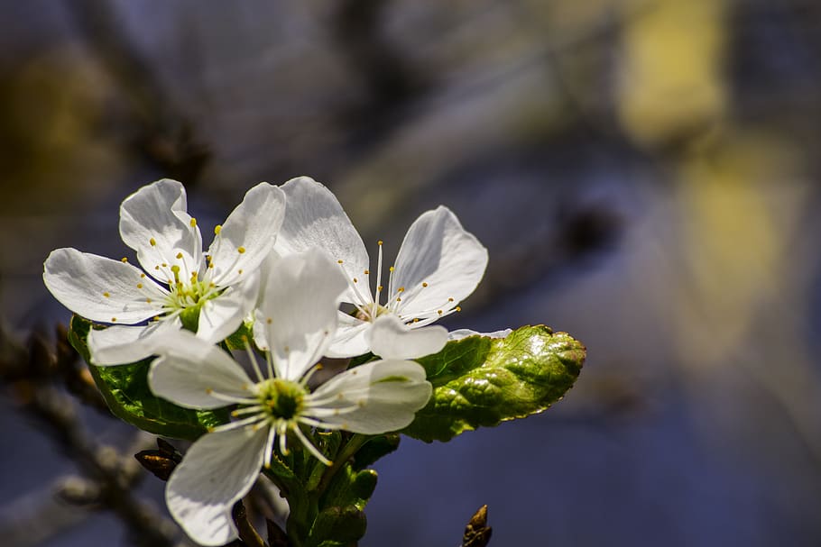 flower, visin, spring, ceralb, autumn, nature, forest, landscape HD wallpaper