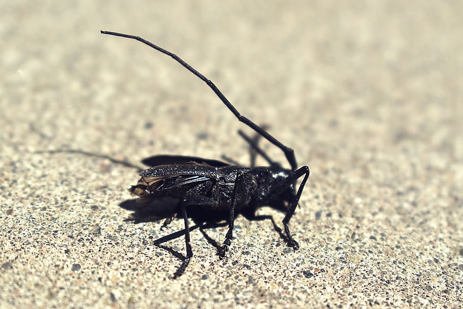 insect, dead, black, antenna, concrete, lifeless, rough, animal themes, HD wallpaper