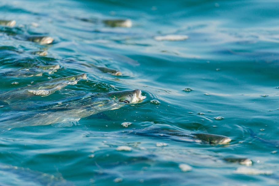hunger, fish, water, sea, swimming, animal, vertebrate, animal wildlife HD wallpaper