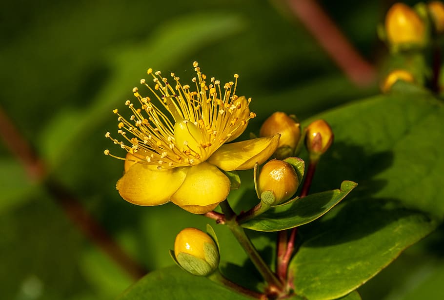 st john's wort, hypericum perforatum, blossom, bloom, flower, HD wallpaper