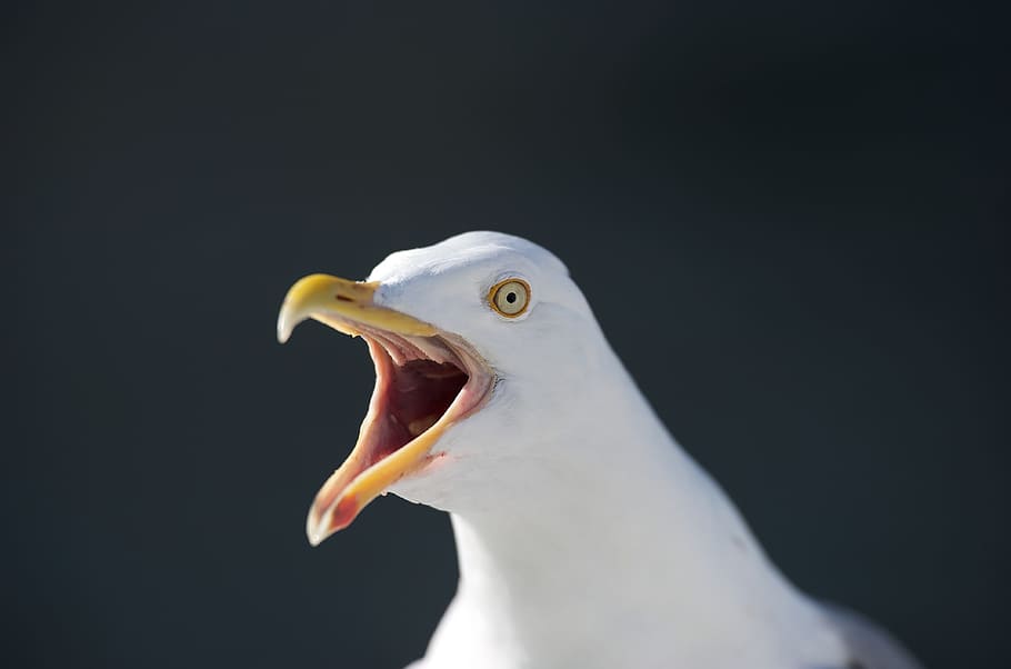 gull, seagull, white, bird, animal, wild, nature, animal themes HD wallpaper