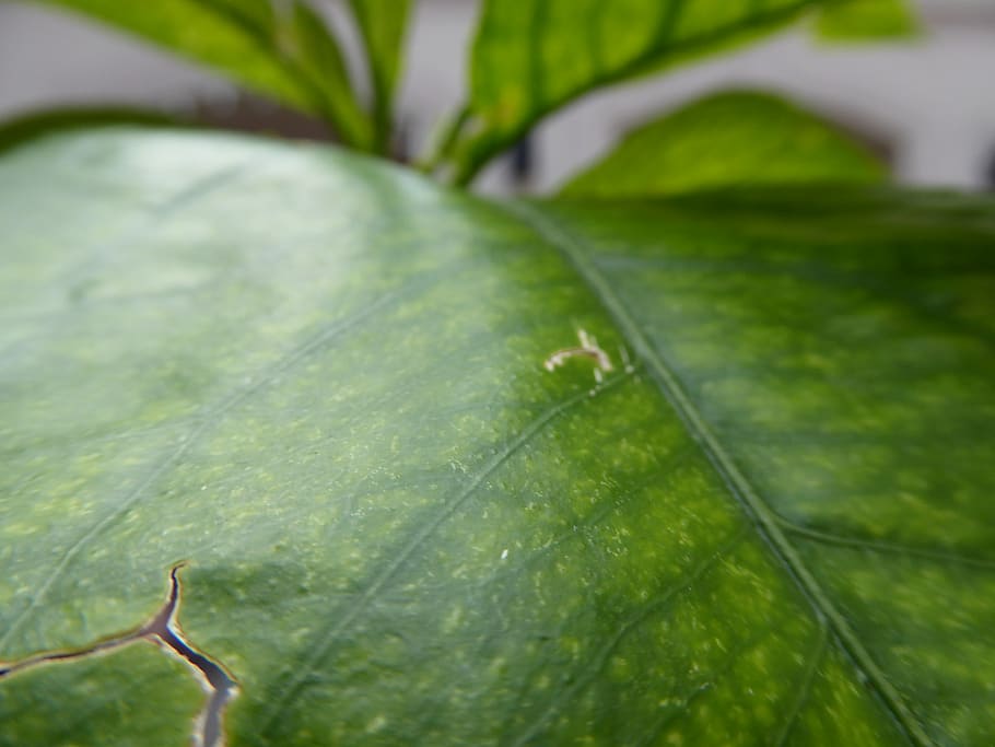 hungary, budapest, leaf, plant part, green color, close-up HD wallpaper