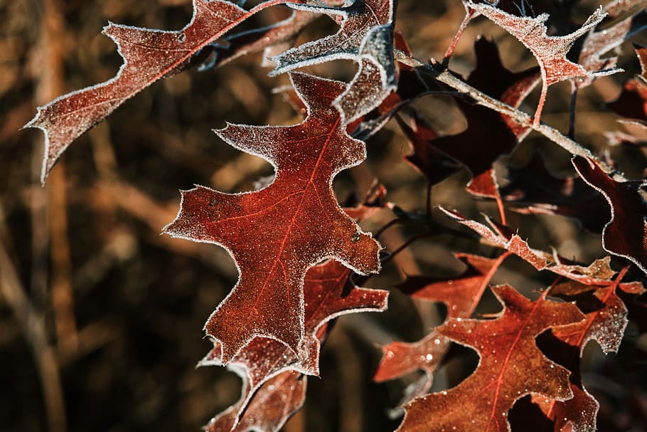 brown leaf, plant, tree, maple, maple leaf, nature, ice, outdoors HD wallpaper