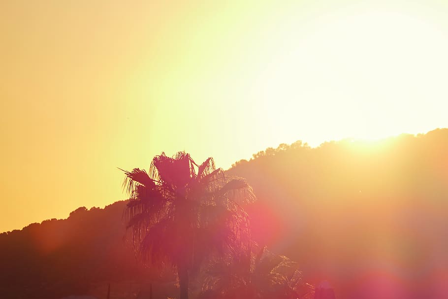 palm tree, sunset, plant, sky, beauty in nature, sunlight, scenics - nature HD wallpaper