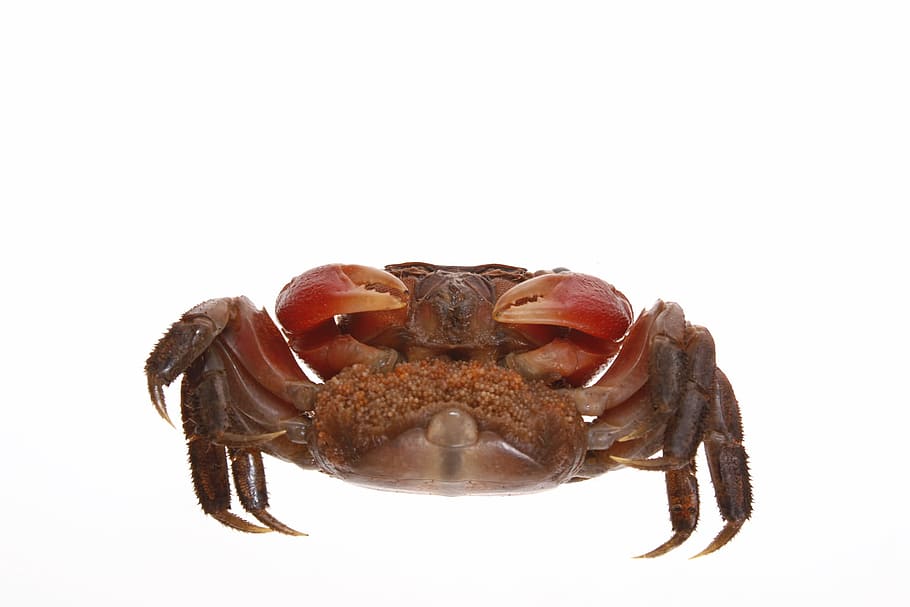 animal, claw, crab, crustacean, food, isolated, leg, seafood, HD wallpaper