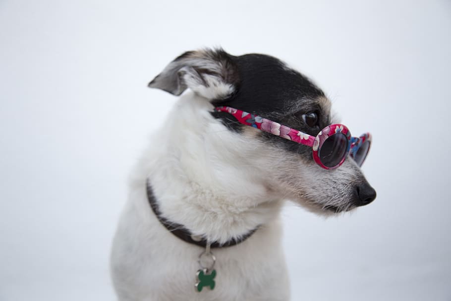 Close-Up Photo Of Dog Wearing Sunglasses, adorable, animal, animal photography, HD wallpaper