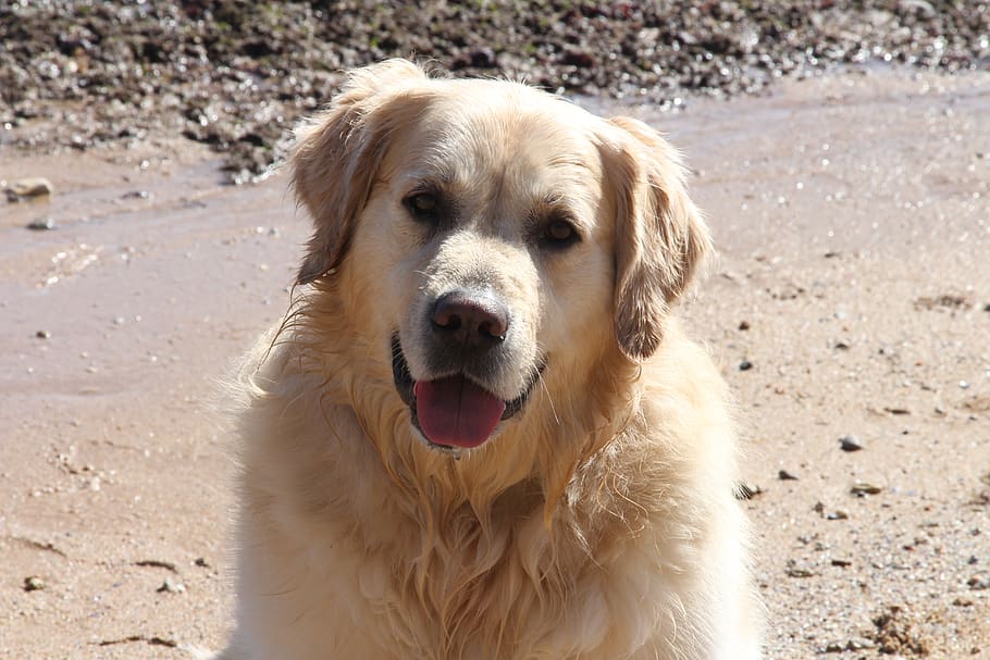 portugal, estoril, são pedro do estoril, dog, beach, golden retriever, HD wallpaper