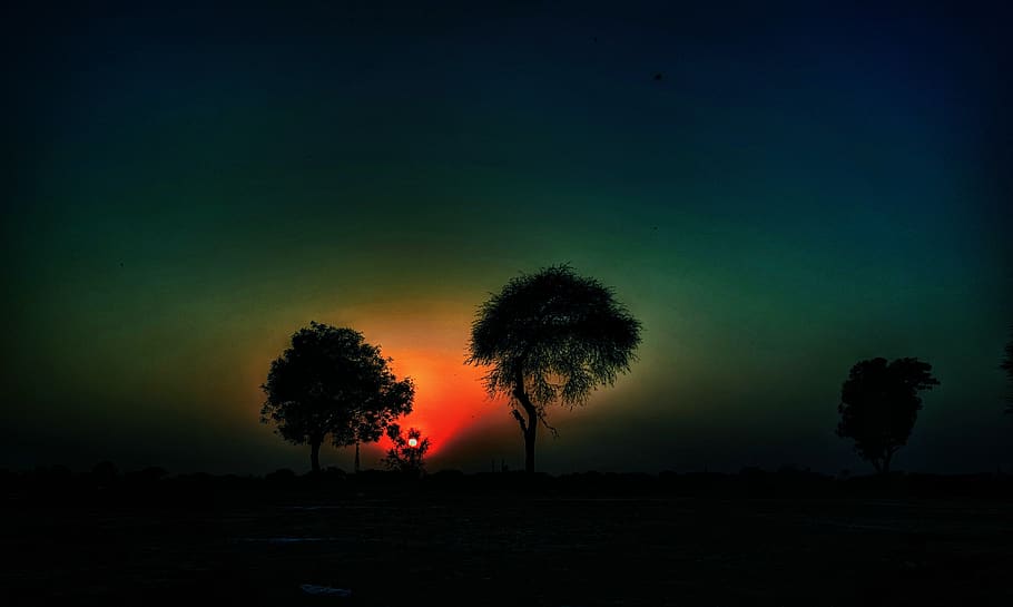 india, jind, tree, plant, sky, silhouette, land, beauty in nature HD wallpaper