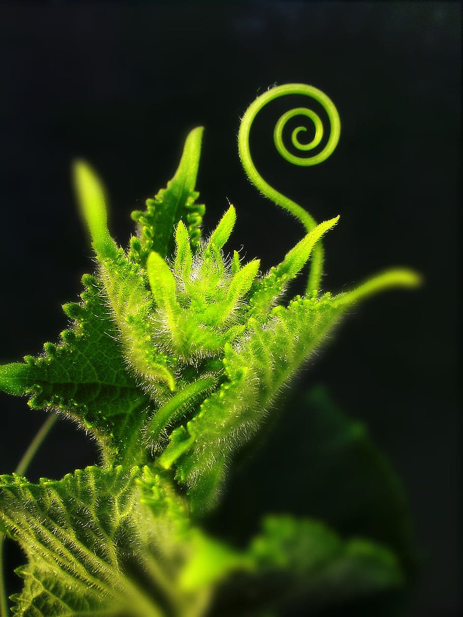green, tentacle, plant, green color, growth, close-up, leaf HD wallpaper