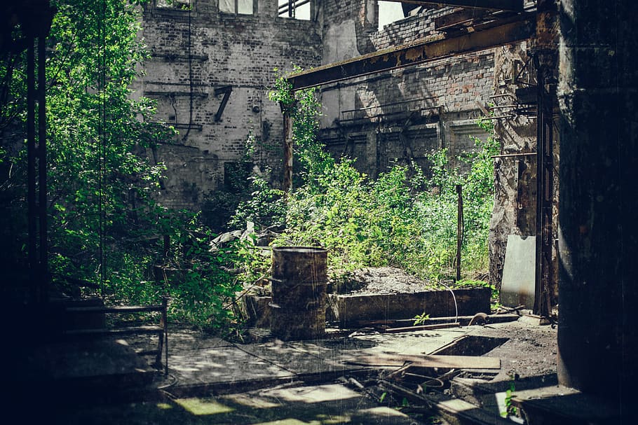 green-leafed plant, architecture, built structure, building exterior HD wallpaper
