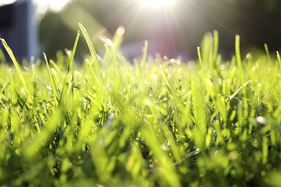 grass, sunlight, bokeh, plant, green color, field, selective focus HD wallpaper