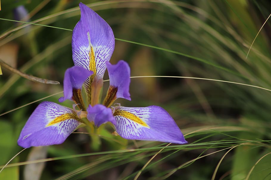 iris, flowers, spring, garden, violet, nature, blue, fleuri, HD wallpaper