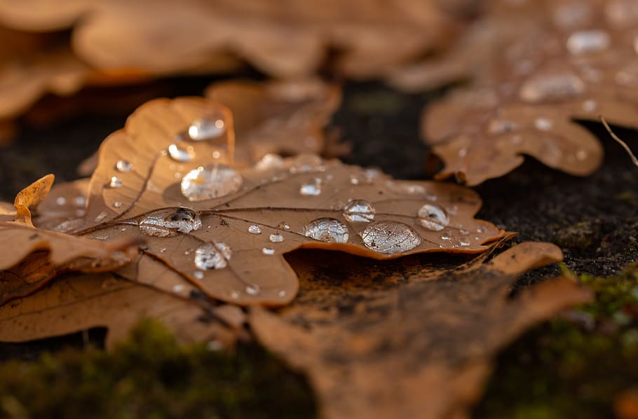 leaf, droplets, autumn, rain, macro, selective focus, wet, water HD wallpaper
