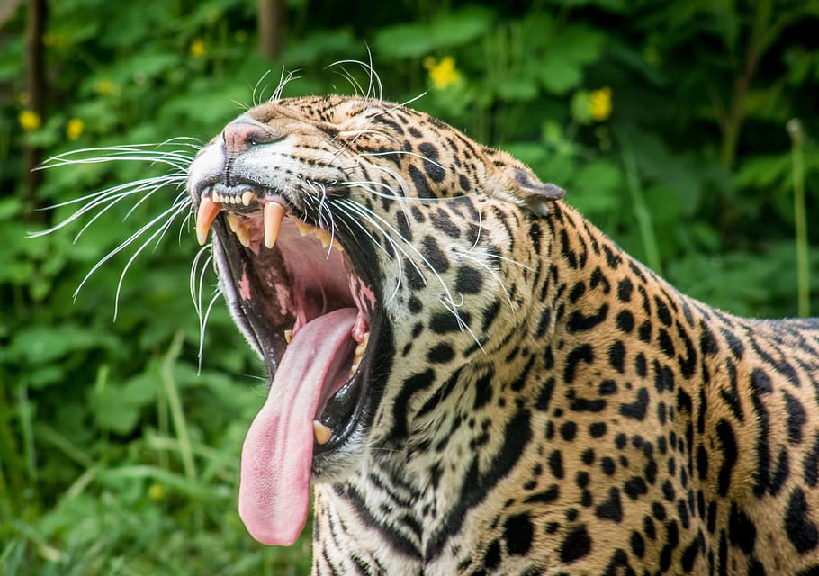 jaguar, predator, feral cat, speckles, puma, leopard, teeth, HD wallpaper