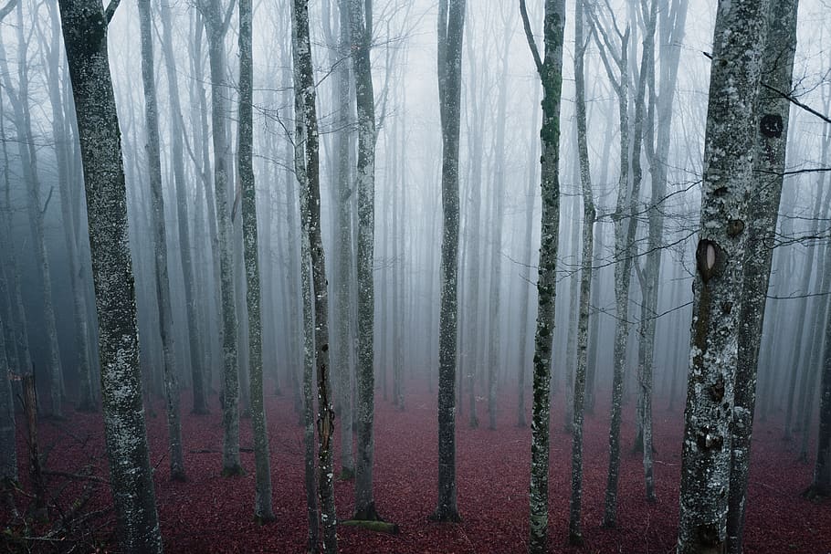 leafless trees with fogs during daytime, nature, weather, outdoors HD wallpaper