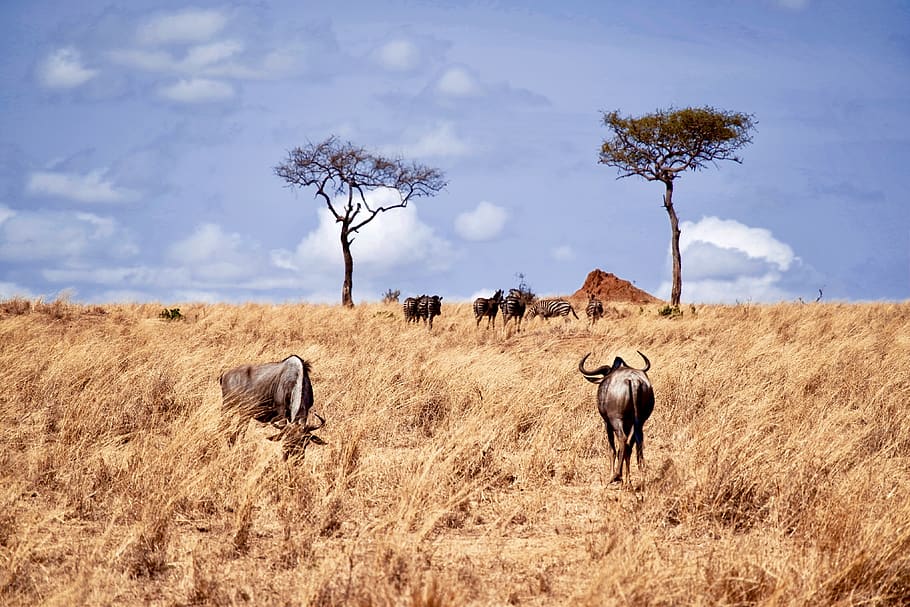 cows on grass field, animal themes, plant, mammal, land, group of animals HD wallpaper