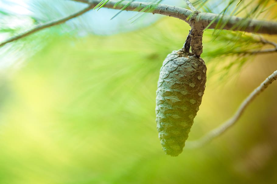 Tilt Shift Photo of Pine Cone, blur, blurred background, blurry HD wallpaper
