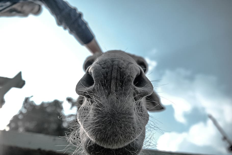 animals, mammals, camel, snout, whiskers, nose, cute, adorable HD wallpaper