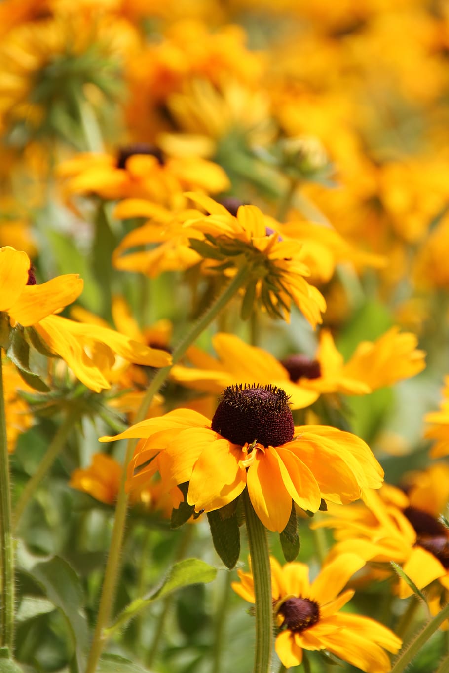 Yellow Petaled Sunflower, bloom, blossom, flora, flowers, macro HD wallpaper