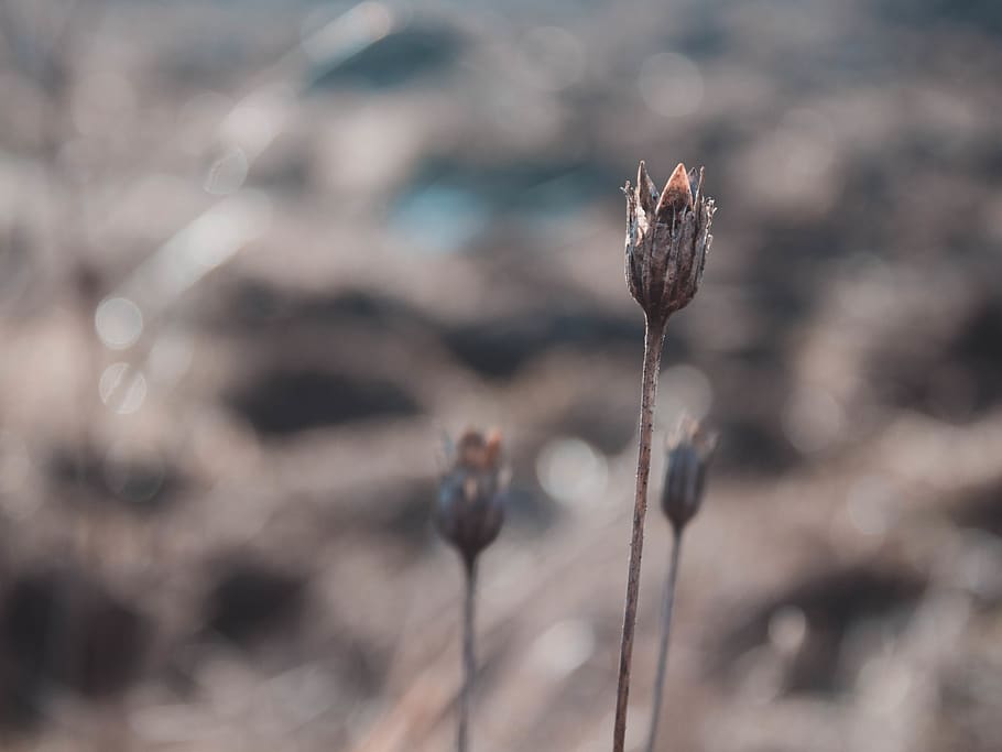 field, flower, winter, focus on foreground, growth, plant, close-up HD wallpaper