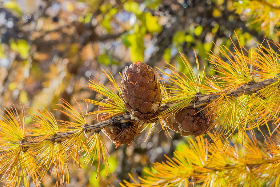 gold, fall, nature, color, light, resinous, larch, needle, decoration HD wallpaper