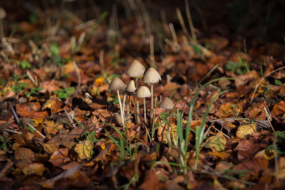 Macro Shot Photography of Brown Mushrooms, blur, close-up, focus HD wallpaper