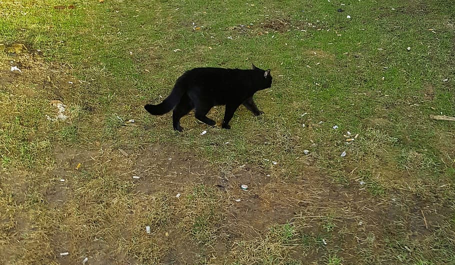 cat, black, grass, green, pet, animal, spring, poland, warsaw HD wallpaper