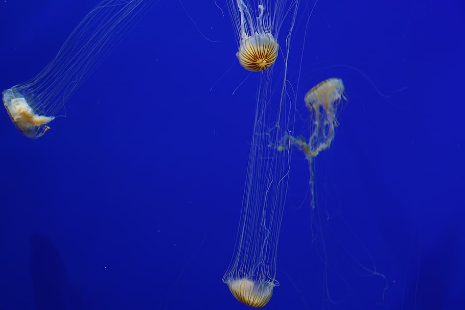 four yellow jellyfish, sea life, animal, invertebrate, water HD wallpaper