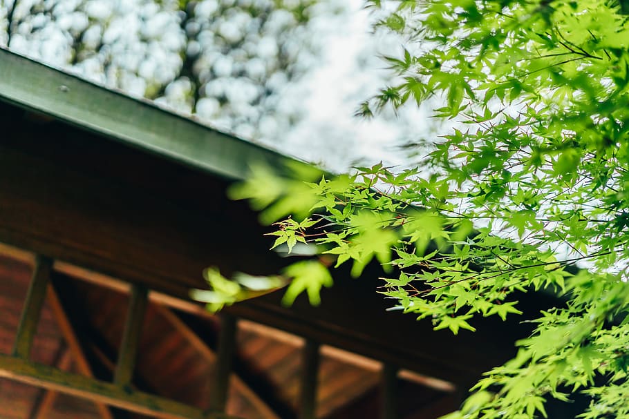 green tree, plant, leaf, maple, maple leaf, housing, building HD wallpaper