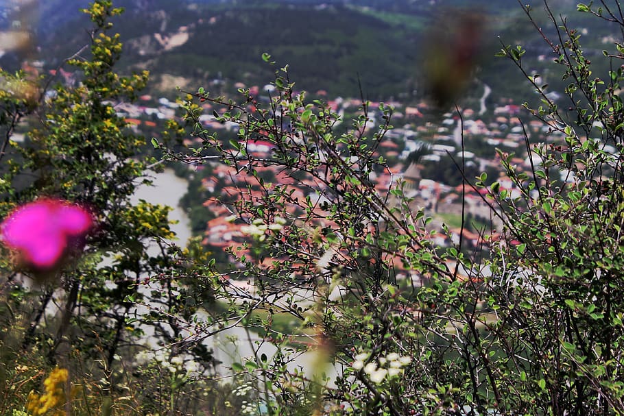 georgia, mtskheta, plant, flower, flowering plant, growth, beauty in nature HD wallpaper