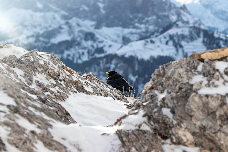 Focus Photography of Black Bird Near Mountain Cliff, adventure HD wallpaper