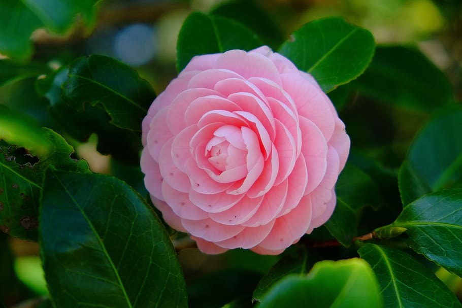camellia, pink, spring, elegant, petals, pure, leaf, plant part