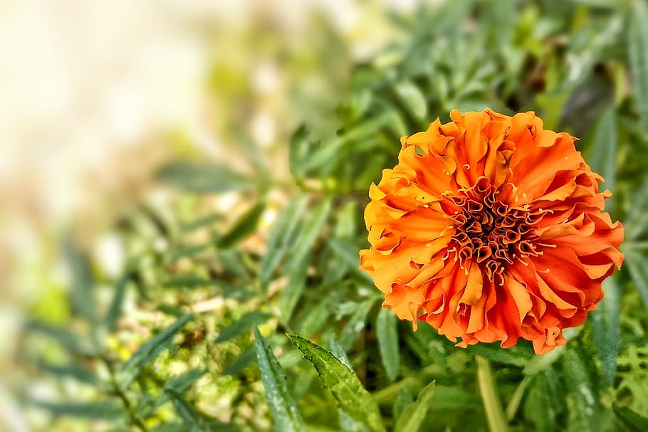 nature, flora, leaf, summer, flower, garden, marigold, sunny HD wallpaper