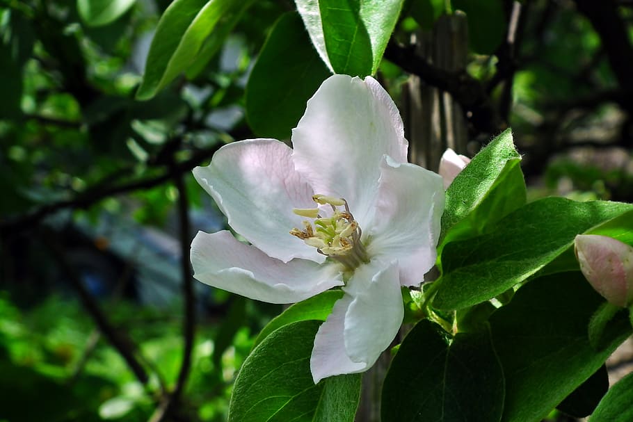 quince, flower, tree, spring, garden, nature, blossoming, closeup HD wallpaper