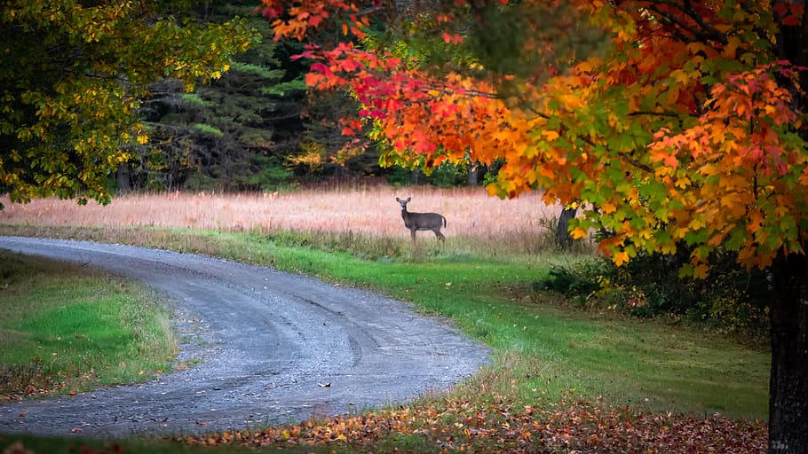 deer standing on grass field, plant, animal themes, autumn, tree HD wallpaper