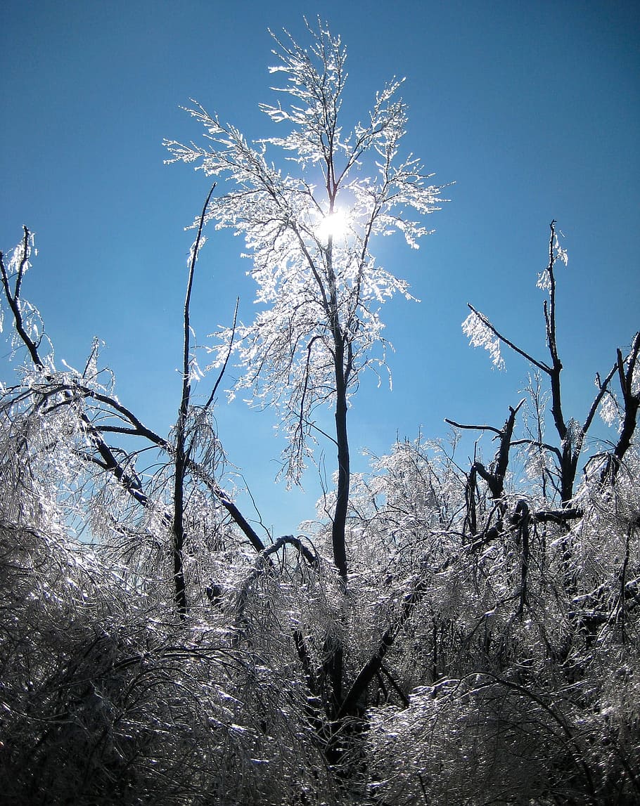 frozen, ice, snow, branch, winter, cold, covered, tree, plant HD wallpaper