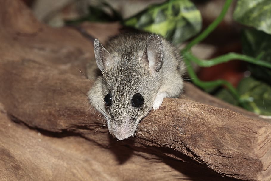 Grey Mouse at the Brown Rock, close-up, macro, rodent, one animal HD wallpaper