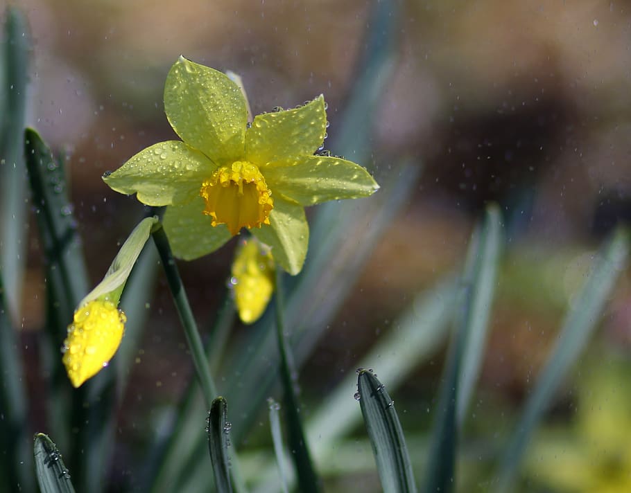 daffodil, yellow, splash, water, flower, spring, plant, growth HD wallpaper