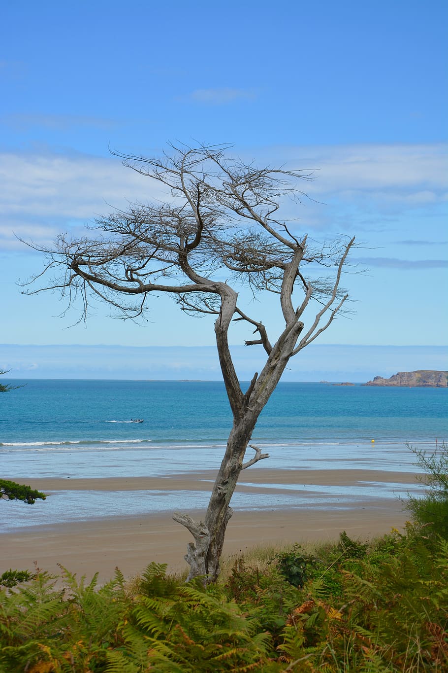 tree, dead tree, still lifes, seascape, blue color, sea beach HD wallpaper