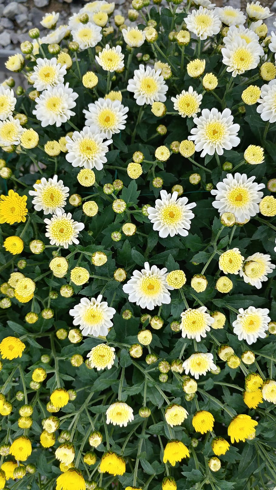 flower, spring, plant, summer, blossom, flowering plant, freshness HD wallpaper