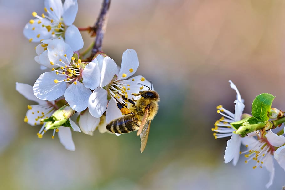 bee, honey bee, insect, pollen, nectar, collect, blossom, bloom HD wallpaper