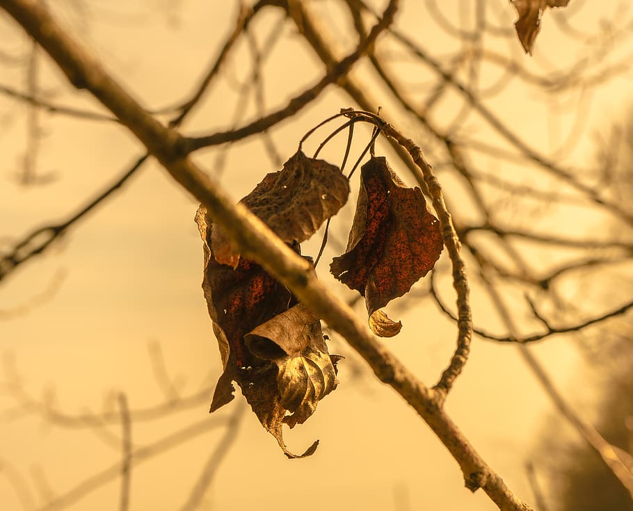 plant, leaf, tree, bird, animal, insect, invertebrate, honey bee HD wallpaper