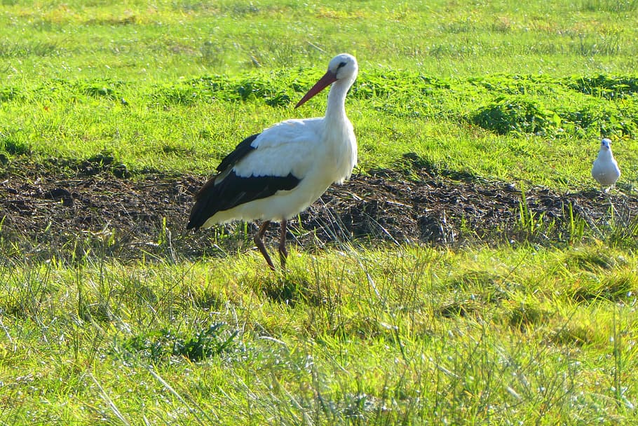 stork, grass, meadow, bird, nature, animal, landscape, wild HD wallpaper