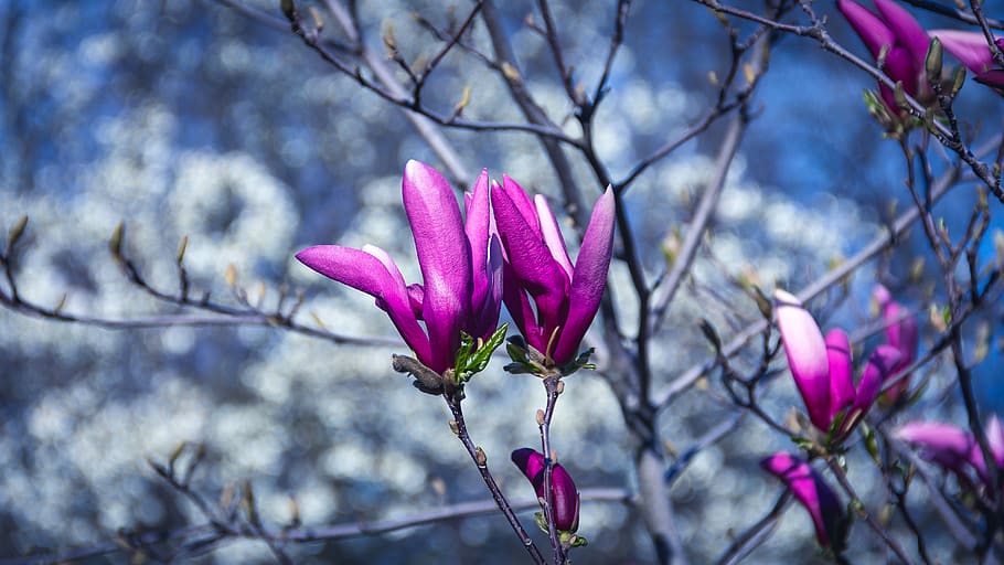 ukraine, kyiv, plant, flowering plant, pink color, beauty in nature HD wallpaper