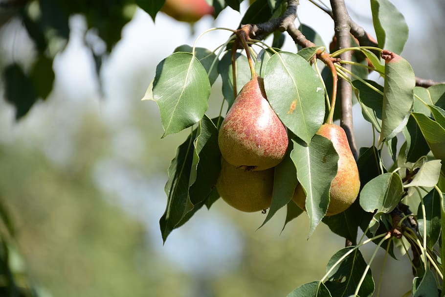 pear, tree, fruit, foodstuffs, nutrition, healthy, eat, bio HD wallpaper