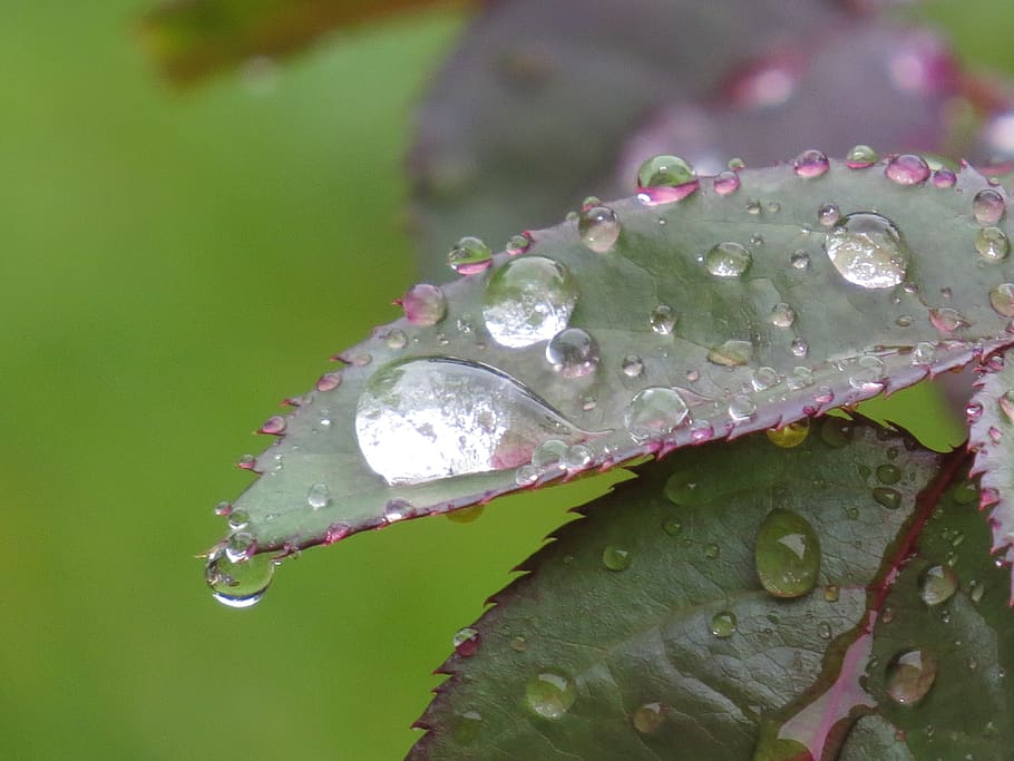 leaf, rose, drip, water, blossom, bloom, plant, flower, love HD wallpaper