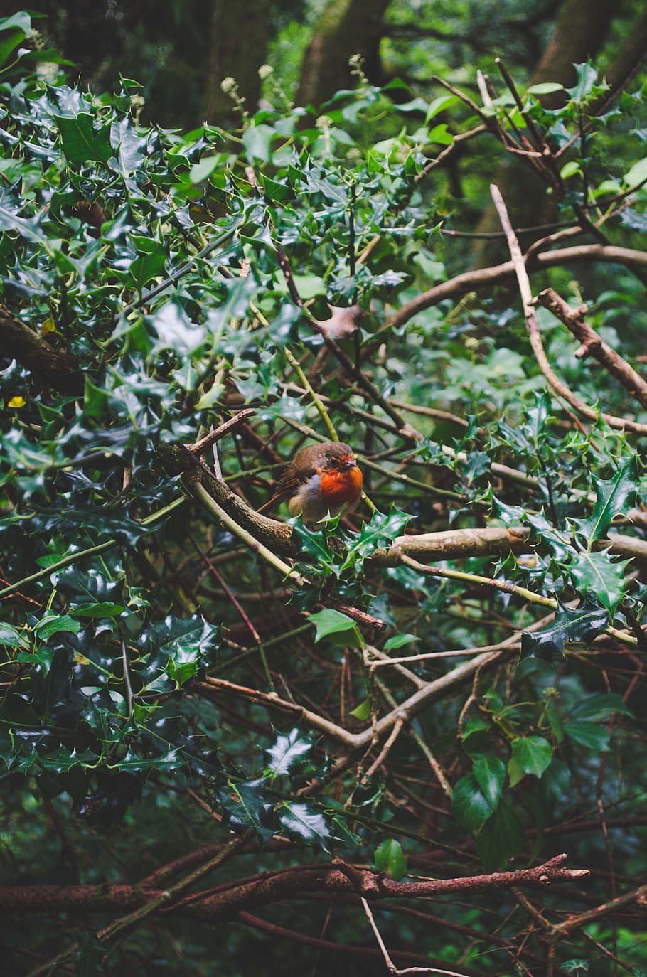 green plant, bird, animal, robin, bee eater, accipiter, cardinal HD wallpaper