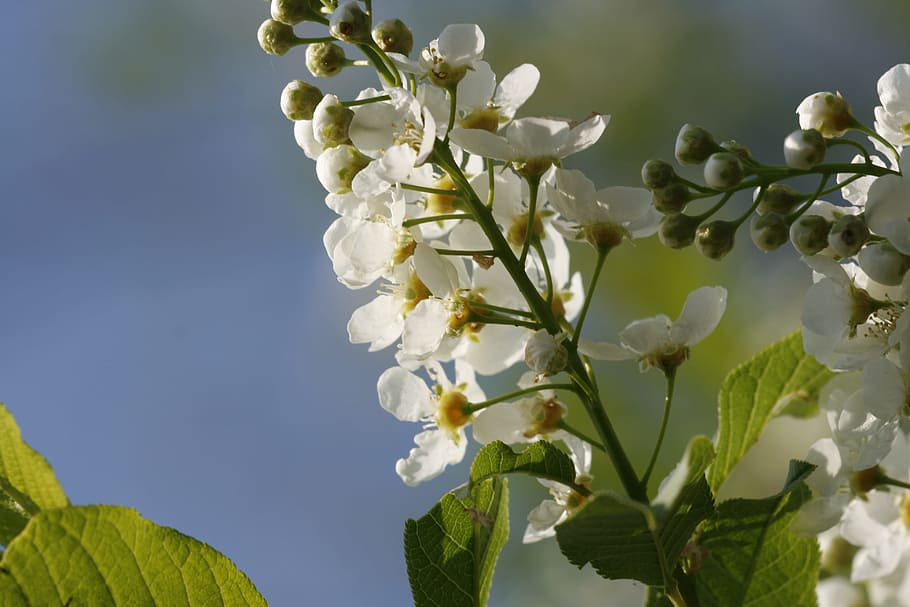 beautiful, blossom, bright, bunch, closeup, detail, flora, floral HD wallpaper