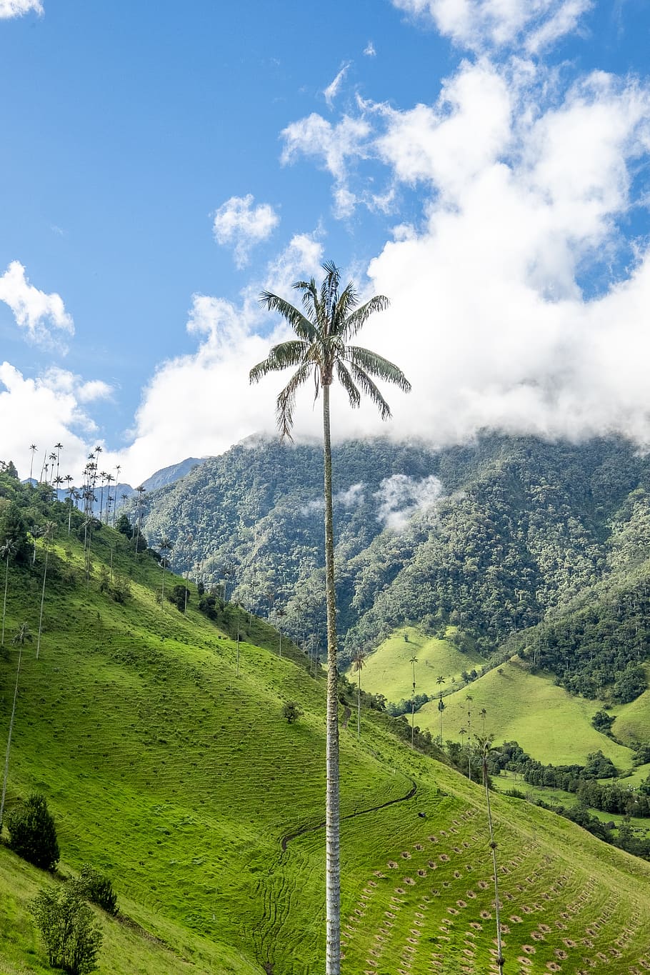 green palm tree between grass field under cloudy sky at daytime HD wallpaper